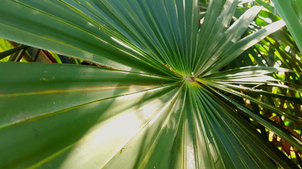 Obraz na płótnie Canvas Dwarf palmetto, a plant with sharp thorns