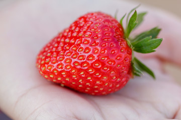 Close up and macro Strawberry.