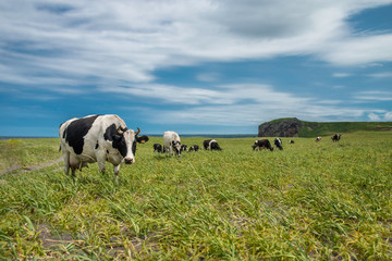 Cows graze in a meadow, mountains can be seen in the distance