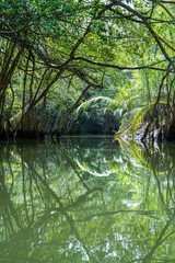 Amazing scenic view tropical with river forest on green trees in the morning rays of the sunset.