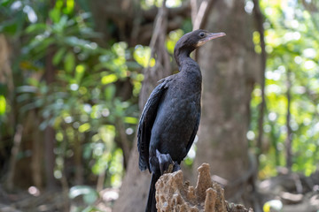 Cormorant shag on green trees in the morning rays of the sunrise.