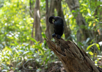 Cormorant shag on green trees in the morning rays of the sunrise.