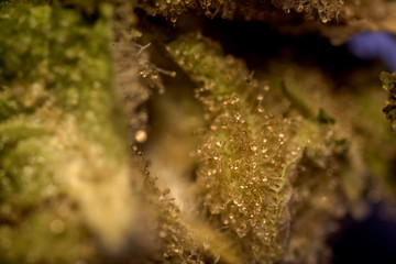 marijuana macro close up 