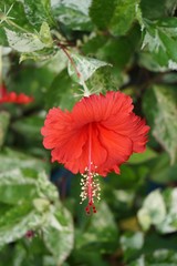 red Hibiscus syriacus flower in nature garden