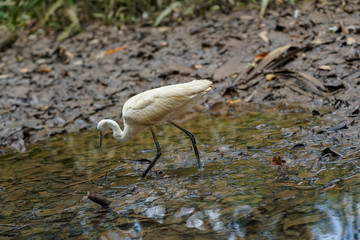  Ardea Alba Looking Food on the Lake.
