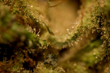 marijuana macro close up 