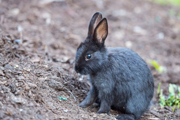 portrait of a cute grey bunny sitting on the edge of a pile of dirt in the garden