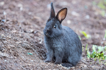 portrait of a cute grey bunny sitting on the edge of a pile of dirt in the garden