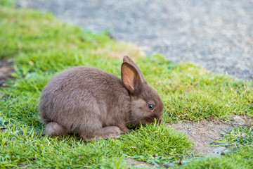 close up of a cute brown bunny laying on the ground eating grasses
