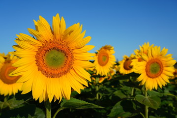 Obraz premium Beautiful Field of Sunflowers on a Summer Morning 