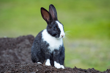 cute black bunny with white hair on nose, chest and paws sitting on a pile of dirt with blurry green background staring at  you