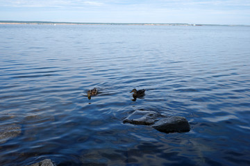 Wild ducks swim near the river. Nature.