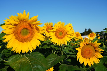 Obraz premium Beautiful Field of Sunflowers on a Summer Morning 
