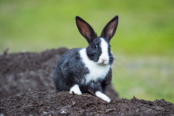 cute black bunny with white hair on nose, chest and paws sitting on a pile of dirt with blurry green background staring at  you while scratching its body with its foot