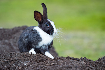 cute black bunny with white hair on nose, chest and paws sitting on a pile of dirt with blurry green background staring at  you while scratching its body with its foot