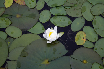 A single lily pad flower in bloom. © Lindsay