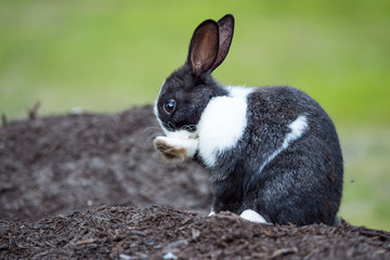 cute bunny with black and white fur sitting on top of pile of dart leaking its foot