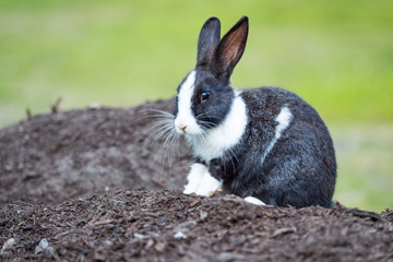 cute black bunny with white hair on nose, chest and paws sitting on a pile of dirt with blurry green background staring at  you