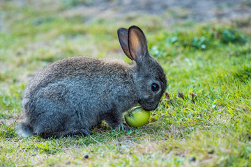 cute grey bunny sitting on green grass ground chewing a left over green apple