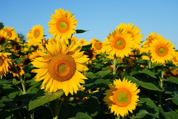 Obraz premium Beautiful Field of Sunflowers on a Summer Morning 