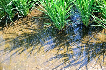 夏の水田での稲