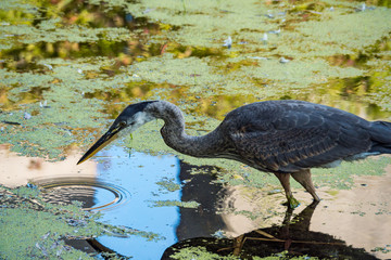 one great heron fishing in the green algae filled pond with reflection of green leaves on the...