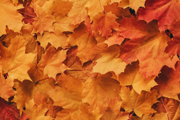 Naklejka na ściany i meble colorful orange background of orange dry maple leaves