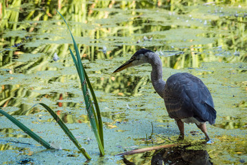 one great heron fishing in the green algae filled pond with reflection of green leaves on the surface under the shade