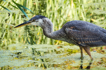 one great blue heron fishing in the green algae filled pond in the shade