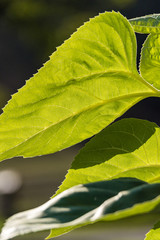 close up of big green leaves on the sunflower with details of veins back lit by the sun