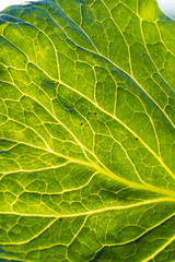 close up shot of the surface of the green leaf with details of veins back lit by the sun