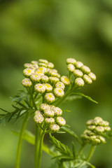 bunch of yarrow flowers ready to bloom under the shade in the park with blurry green background