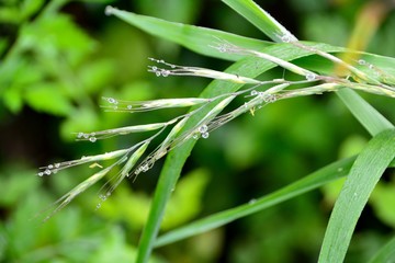 夏の草の上に朝露