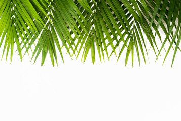 Green leaves palm isolated on white background