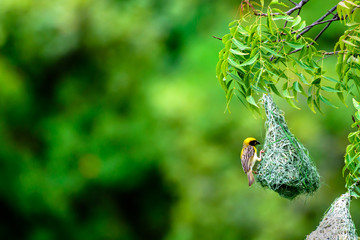 Baya weaver of Indian sub-continent weaving the nest
