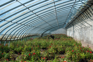 Greenhouses cultivated with flowers