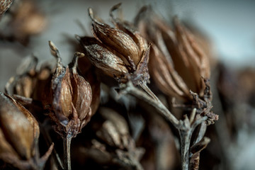 macro picture of seed pods