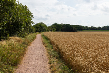 Path around the island of Ven in southern Sweden during summer with wheat field next to it ready to be harvested. The same path tourists use to walk or bike around the island in summer. 