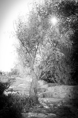 SARDINIA, ITALY - Santa Teresa di Gallura, Magic Olive Tree (bw)