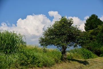 夏の山里の青空に白い雲