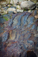 Dinosaur Footprint