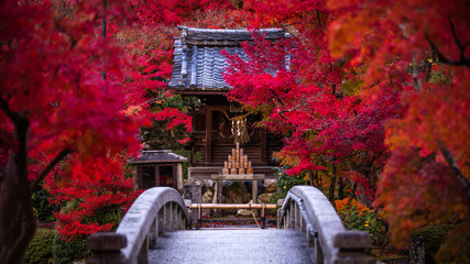 Fototapeta premium Prefektura Kioto Eikando jesienne liście