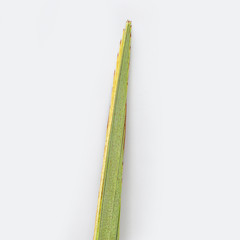 religion image of Jewish festival of Sukkot. Traditional symbol one of the four species: lulav. white background