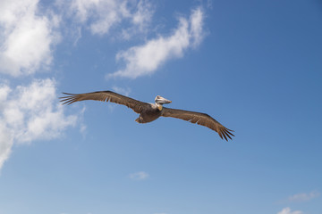 A big pelican flies in the sky