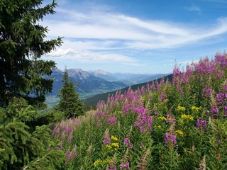 farbenfrohe Blumenwiese in den Alpen