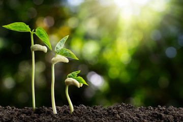 Growing green sprout on blurred green bokeh background, environmental concept