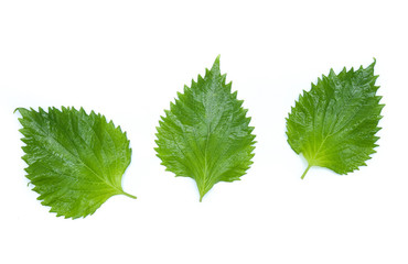 sesame leaves or perilla leaf isolated on white background