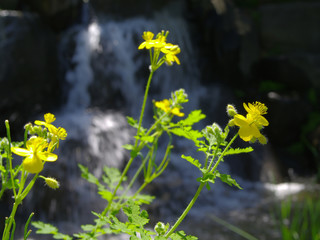 애개똥풀. 야생화. 연못. 공원. 서울.