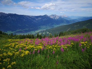 Fototapeta premium Blumenwiese in den Alpen