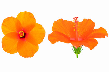Naklejka premium Fresh orange hibiscus flower on white background, top and side view